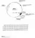 Fig. 16 - Canine GHRH gene, polypeptides and methods of use