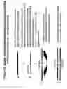 Fig. 19 - RNA interference mediated inhibition of platelet-derived endothelial cell growth factor (ECGF1) gene expression using short interfering nucleic acid (siNA)