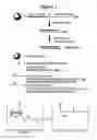 Fig. 02 - RNA interference mediated inhibition of ADAM33 gene expression using short interfering nucleic acid (siNA)