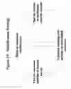 Fig. 12 - RNA interference mediated inhibition of ADAM33 gene expression using short interfering nucleic acid (siNA)