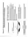 Fig. 19 - RNA interference mediated inhibition of ADAM33 gene expression using short interfering nucleic acid (siNA)