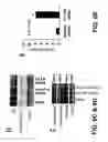 Fig. 10 - Method for treating prostate cancer using siRNA duplex for androgen receptor