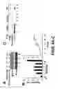 Fig. 12 - Method for treating prostate cancer using siRNA duplex for androgen receptor