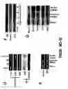 Fig. 13 - Method for treating prostate cancer using siRNA duplex for androgen receptor
