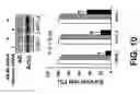 Fig. 15 - Method for treating prostate cancer using siRNA duplex for androgen receptor