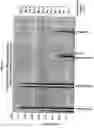 Fig. 02 - New transfection reagents