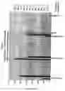 Fig. 03 - New transfection reagents