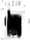 Fig. 07 - Chondroitin synthase gene and methods of making and using same