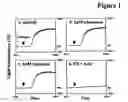 Fig. 02 - Pharmaceutical compositions comprising a multifunctional phosphodiesterase inhibitor and an adenosine uptake inhibitor