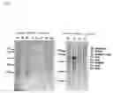 Fig. 06 - Novel serine protease BSSP2