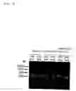 Fig. 07 - Novel serine protease BSSP2