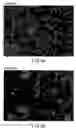 Fig. 03 - Novel cytokine isolated from an insect