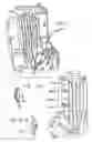 Fig. 06 - Molded orthopaedic devices