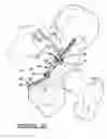 Fig. 06 - Pelvic fixation plate