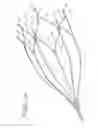 Fig. 12 - Vein filter