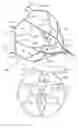 Fig. 30 - Vein filter