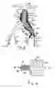 Fig. 03 - Endovascular treatment devices and methods