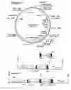Fig. 04 - Methods and vectors for site-specific recombination in plant cell plastids