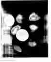 Fig. 01 - Yellow Star Seedless