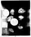 Fig. 02 - Yellow Star Seedless