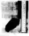 Fig. 03 - Yellow Star Seedless