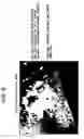 Fig. 10 - Method of causing intergranular stress corrosion crack to generate and grow in sample