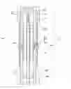 Fig. 01 - Wellbore communication system