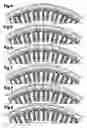 Fig. 04 - High power two speed electric motor