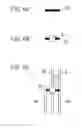 Fig. 07 - Display device having pixels including a plurality of sub-pixels