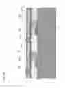 Fig. 69 - Drive method of EL display panel