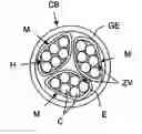 Fig. 01 - Conductor module, especially of an optical fibre type, having longitudinal impenetrability and controlled relative slippage, and associated method of production