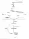 Fig. 02 - Method of production of BHammonium salts and methods of production of BH