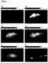 Fig. 02 - Near infrared imaging agent