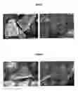 Fig. 02 - Process for the treatment of particles for use in pharmaceutical formulations