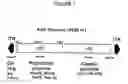 Fig. 02 - Adeno-associated virus materials and methods