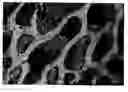 Fig. 01 - Bone restorative carrier mediums