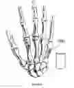 Fig. 09 - Bone restorative carrier mediums