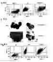 Fig. 05 - Cell fusions and methods of making and using the same