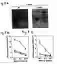 Fig. 06 - Cell fusions and methods of making and using the same
