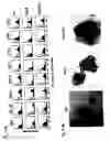 Fig. 09 - Cell fusions and methods of making and using the same