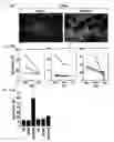 Fig. 11 - Cell fusions and methods of making and using the same