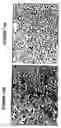 Fig. 23 - Allogeneic vaccine and methods to synthesize same