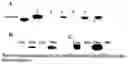Fig. 06 - Non-viral delivery of compounds to mitochondria