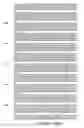 Fig. 49 - Isolated human phosphatase proteins, nucleic acid molecules encoding human phosphatase proteins, and uses thereof