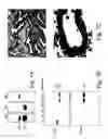 Fig. 02 - Substances directed against a specific sequence essential for heparanase catalytic activity and uses thereof as heparanase inhibitors