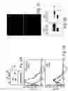 Fig. 06 - Substances directed against a specific sequence essential for heparanase catalytic activity and uses thereof as heparanase inhibitors