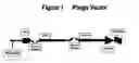 Fig. 02 - Identification of novel IgE epitopes