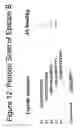 Fig. 20 - Identification of novel IgE epitopes