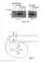 Fig. 07 - Monoclonal antibody recognizing phosphatidylinositol-3,4,5-triphosphate