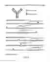 Fig. 08 - Monoclonal antibody recognizing phosphatidylinositol-3,4,5-triphosphate
